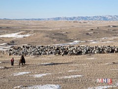Бэлчээрийн доройтол, цөлжилтөөс шалтгаалан говьд ургадаг шимтэй ургамлын тоо цөөрч байна