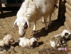 Мал төллөх үеийн цаг агаарын нөхцөл байдал 