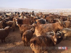 Дэлгэрэхийн улаан ямааг омгоор баталгаажуулжээ