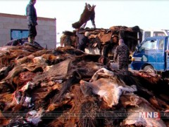Адууны ширийг анхан шатны боловсруулалтад оруулах боломжгүй гэв 