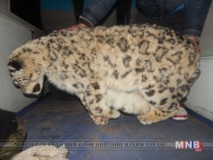 Амьтны эд эрхтний хууль бус худалдаа буурахгүй байна