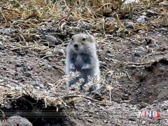Үлийн цагаан оготны тархалт тэлэх хандлагатай байна 