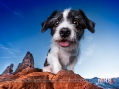 Нохой ойролцоогоор 150 үг ойлгодог...