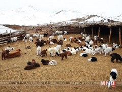 Булган суманд мал төллөлт 10 гаруй хувьтай байна