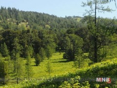 Өнөөдөр Олон улсын ойн өдөр