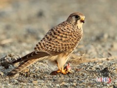 Идлэг шонхор шувууны хаврын нүүдэл эхэллээ