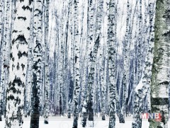 Хүн амыг эрт сэрэмжлүүлэх ажлыг эрчимтэй зохион байгуулах шаардлагатай байна 