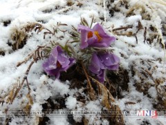 Ойрын өдрүүдэд цаг агаар дулаарна 