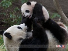 АНУ-д очоод 25 жил болсон хулсны баавгайг нутаг буцаана