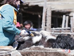 “Малчинд ойрхон мал эмнэлгийн жил” болгон зарлажээ 
