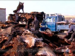 Хуримтлагдсан адууны ширийг экспортлох асуудалд албаныхан ямар байр суурьтай байна вэ