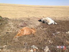 Говь-Алтай аймагт хүйтний эрч нэмэгдсэнтэй холбоотойгоор малын хорогдол гарч байна