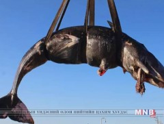 Хээлтэй үхсэн халимны ходоодноос 22 кг хуванцар гарчээ