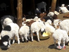 Төл бойжилт 98.4 хувьтай байна