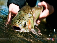 Зургаадугаар сарын 15-ныг хүртэл загас агнахыг хориглоно