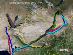 Өвөгт тогоруу Энэтхэгээс Монгол руу нүүдэллэж байна