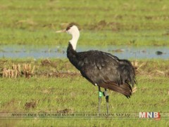 Хар тогоруу хаврын нүүдлээ эхэлжээ