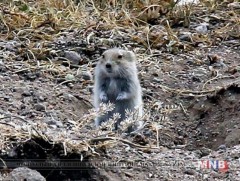 Үлийн цагаан оготнотой тэмцэхэд 3 тэрбум төгрөг зарцуулах төлөвтэй байна 