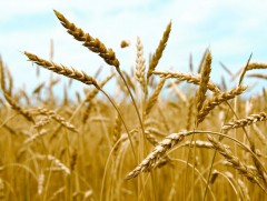 Болгар улс их ургац хураан авдгийн нууц нь усыг хуримтлуулж чаддагт байна