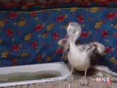 Гэмтсэн хотон шувууг монгол гэрт зургаан сар тэжээжээ