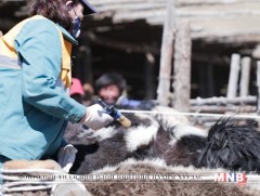 Мал, амьтны эрүүл мэндийн тухай хууль хэрэгжиж эхэлснээр шилжилт хөдөлгөөний хяналт сайжирч байна