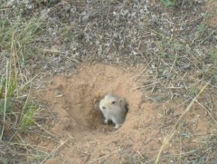 Үлийн цагаан оготныг устгах ажил хийж байна