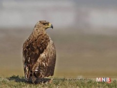 Дорнод аймгийг бахархалт шувуутай болгох уриалга гаргажээ