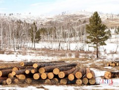 Ойгоос мод хулгайлж, өвөлжөө, шовгор барьжээ