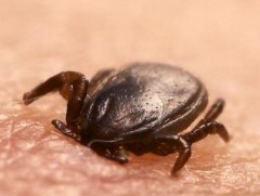 Зоонозын гаралтай нийт халдварт өвчний 80 гаруй хувийг хачигт халдвар эзэлж байна