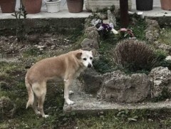 Оршуулгын газар 10 жил амьдарсан нохойг хүчээр нойрсуулжээ