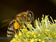 Зөгийн нислэг