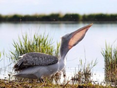 Монгол гэрт долоон сар тэжээсэн хотон шувууг сүрэгтэй нь нийлүүлэв