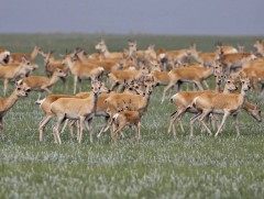 Цагаан зээр хил дамнан нүүдэллэжээ