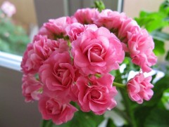 “Алтан гургалдай ба сарнай цэцэг” өгүүллэгийн радио зохиомж