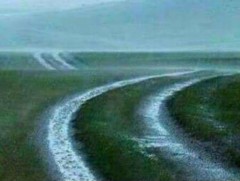 Бороотой зун