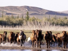 Гайхамшигт монгол адуу
