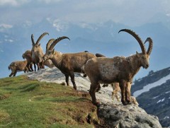 Аргаль, янгирын тооллого хийлээ