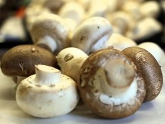 Мөөгний хордлого аюултай