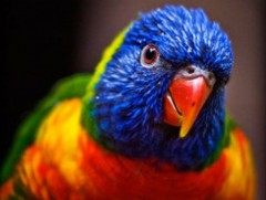 Тоть шувуу бол төрмөл авьяастай амьтан...