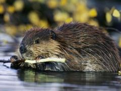 Минж агнавал 90 сая төгрөгийн торгуультай