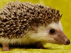 Өргөсөн бүрхүүлтэй амьтад болон тор нэхэж биеэ хамгаалдаг амьтдын тухай