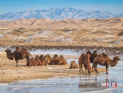 Амьтдаа хайрлая