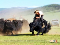 “Монгол сарлаг” фестивалийн үеэр сарлагийн парад болно