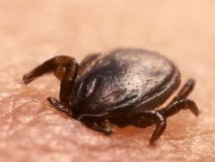 Хачигт халдварын өвчлөл их байна 