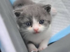 Хятадад эсийн аргаар муур хувилжээ