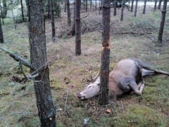 Хууль бус ан агнуурын уршгаар зэрлэг ан амьтдын тоо толгой эрс багасч байна