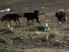 Нийслэлд өдөрт 250-400 нохой устгаж байна 