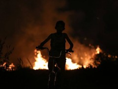 Ирэх жил Амазоны ширэнгэн ойн амьтдын 58 хувь нь устах аюул тулгарчээ