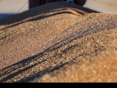  400 мянга орчим тонн улаан буудай хураахаар төлөвлөөд байна