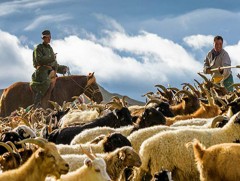 Дундговь аймгийн малчид өвлийн бэлтгэлээ базааж байна 